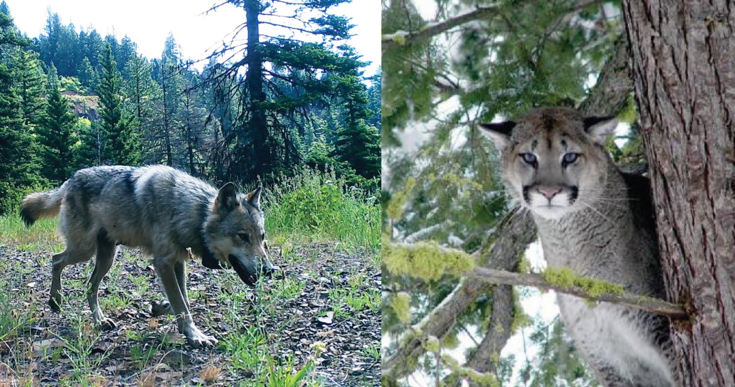 The Washington Department of Fish and Wildlife last week reported evidence that cougars are killing wolves in Washington. 